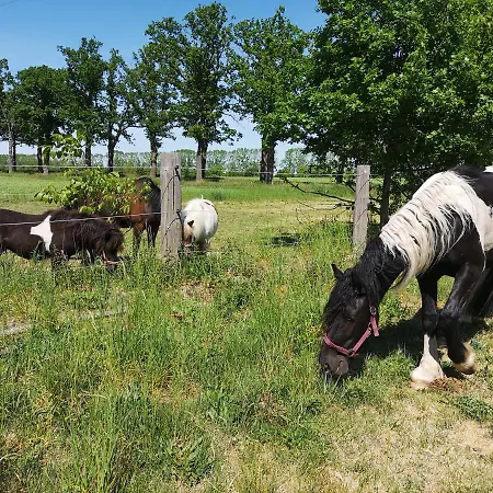 Apartment Czampiel Havelberg
